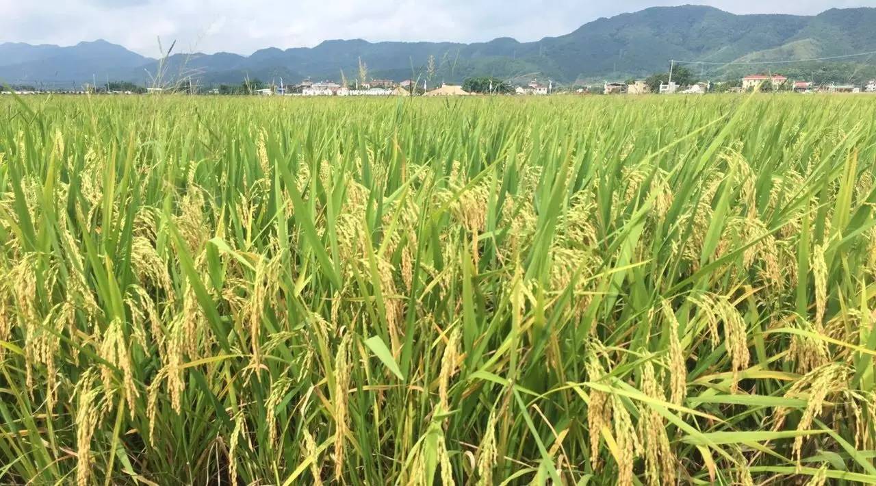 水稻水稻和大米